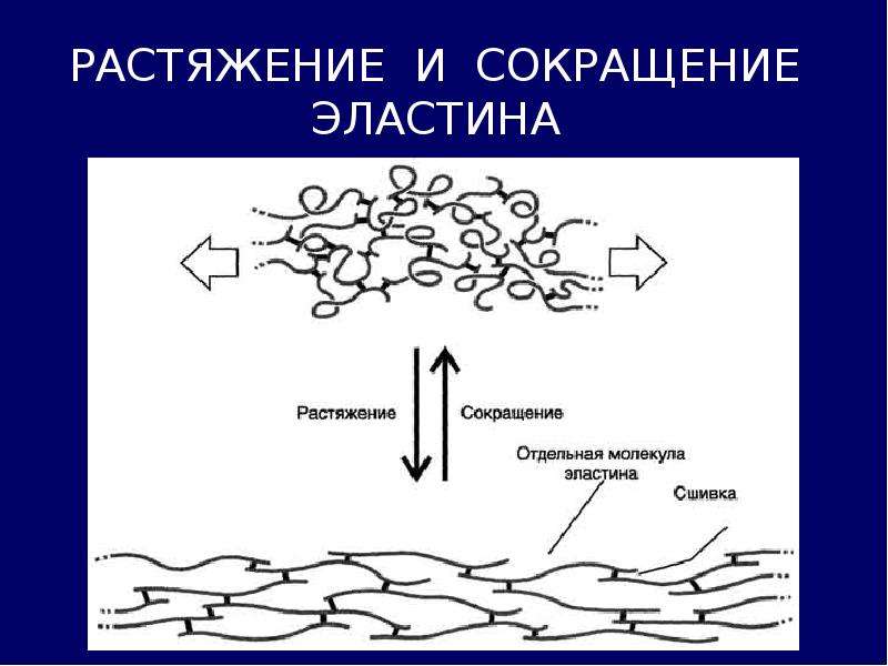 Биохимическая среда. Эластин биохимия. Образование эластина. Биохимия нервной ткани. Молекула эластина.