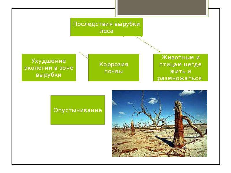 Продолжите схемы последствий человеческой деятельности вырубка леса избыточное орошение