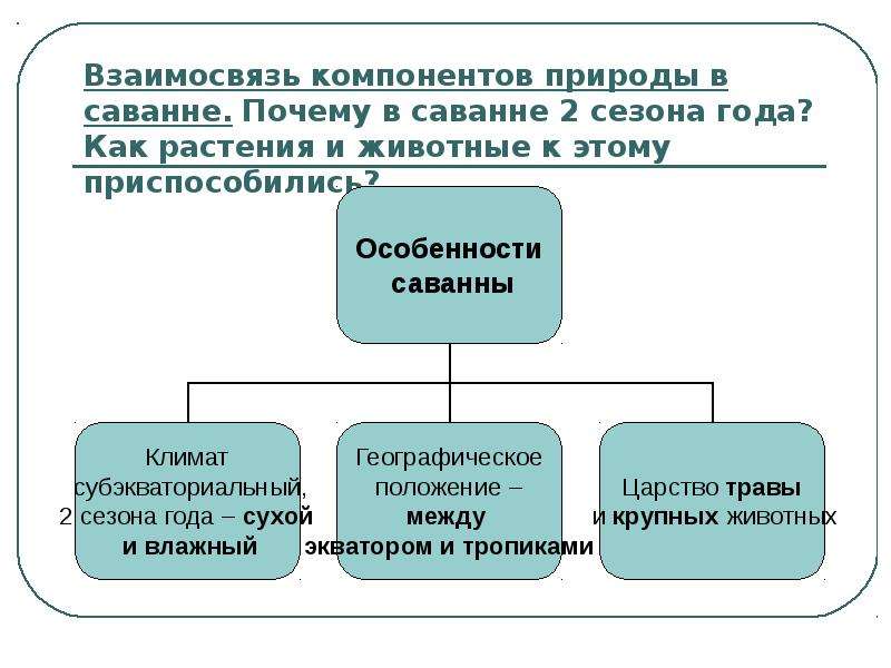 Взаимосвязанные компоненты природы. Взаимосвязь компонентов природы. Примеры взаимосвязей между компонентами природы в саваннах. Взаимосвязь компонентов природы на территории саванны в Африке.