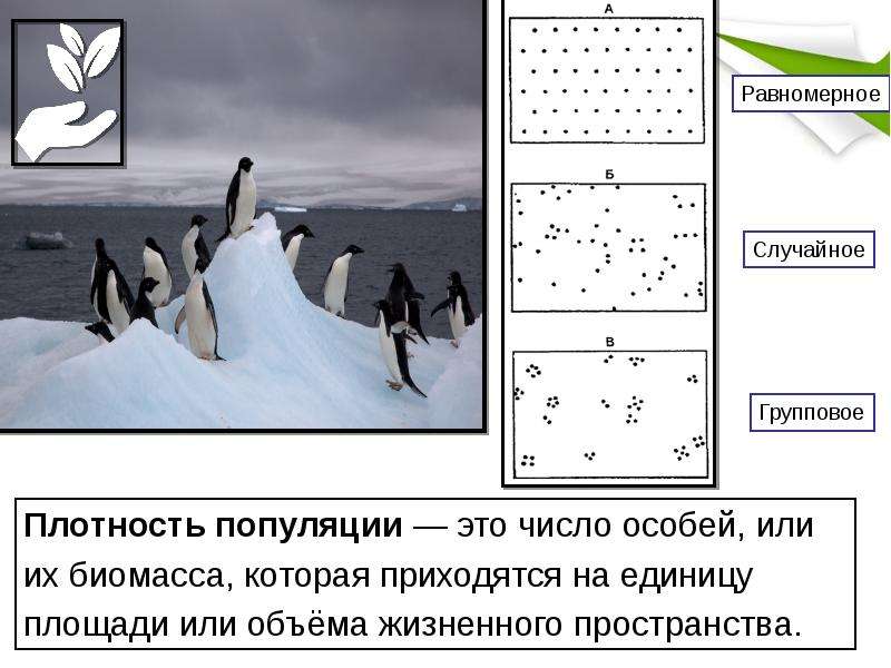 Проект популяция как экологическая единица