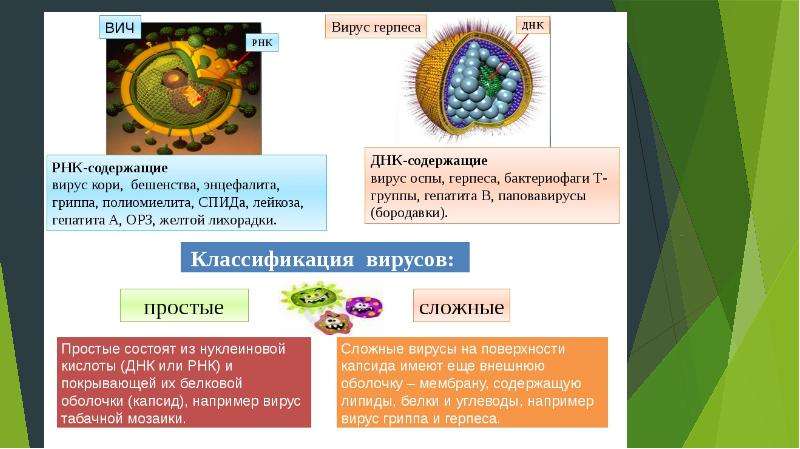 К рнк вирусам относятся вирусы. Вирус гриппа ДНК или РНК. Рисунок ДНК содержащий вирус и РНК. ДНК содержащие вирусы строение. Простые и сложные вирусы.
