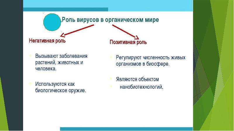 Роль вирусов в природе. Положительная роль вирусов. Отрицательная роль вирусов. Функции вирусов. Положительная и отрицательная роль вирусов.