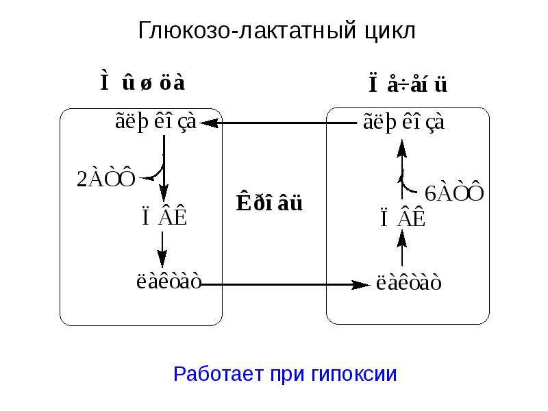 Схема глюкозо аланинового цикла