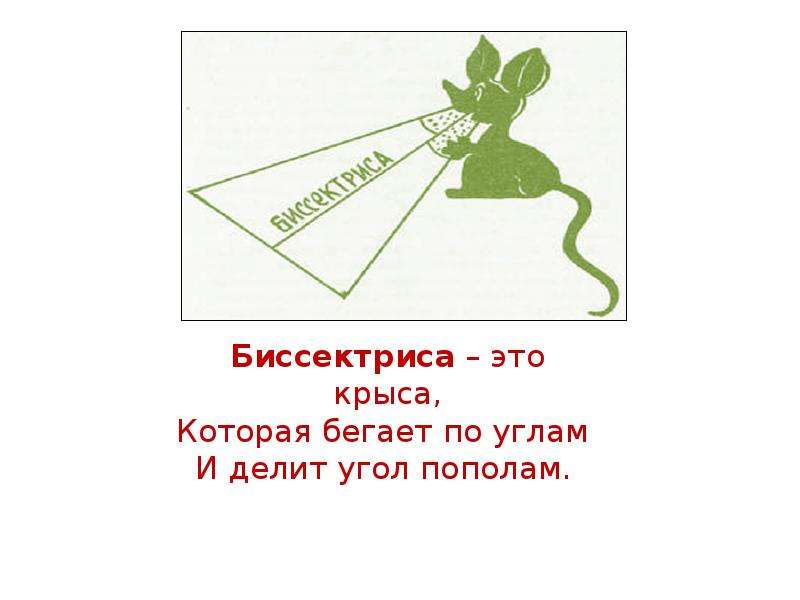 Биссектриса корень. Биссектриса это крыса которая бегает по углам и делит угол пополам. Биссектриса крыса бегает. Стих про биссектрису.