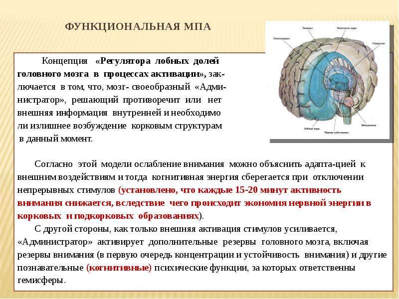 Мр картина латеровентрикулоасимметрии