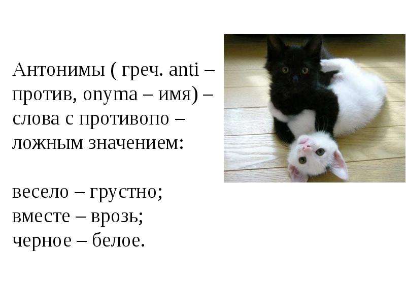 Лексическое значение слова кошка. Лексическое значение слова котенок. Лексич значения слова кошка. Лексическое значение слова кошка 2 класс.