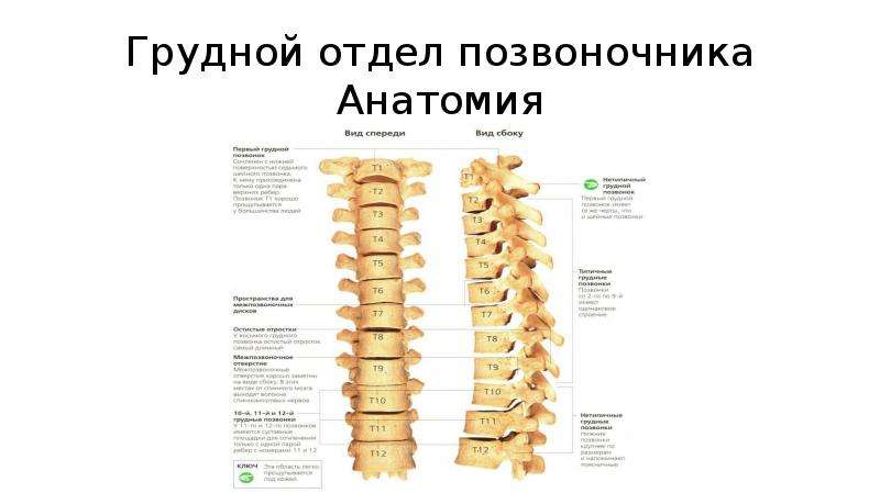 Грудной отдел позвоночника 5 позвонок