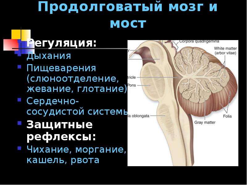 Нервы продолговатого мозга. Рефлексы продолговатого мозга и моста. Защитные рефлексы продолговатого мозга. Продолговатый мозг глотание. Нервные центры продолговатого мозга.