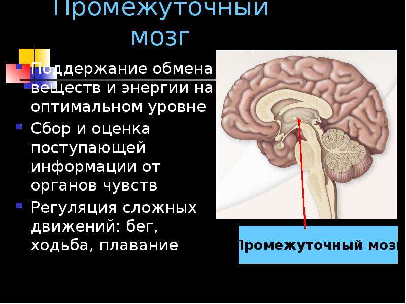 Органы чувств и нервная. С помощью органов чувств нервная система осуществляет. Промежуточный мозг обмен веществ. Функция промежуточного мозга обмен веществ. Промежуточный мозг серое и белое вещество.