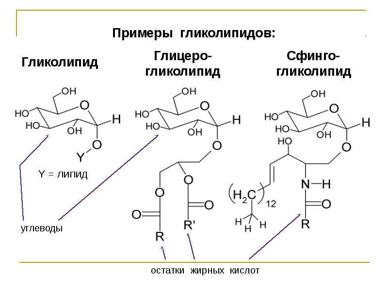 Гликолипиды. Гликолипиды структурная формула. Гликолипиды общая формула. Гликолипиды строение формулы. Химическое строение гликолипидов.