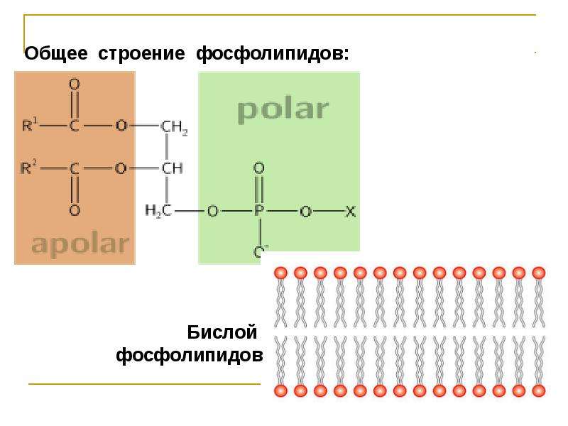 Строение фосфолипида. Основная структура фосфолипидов. Общее строение фосфолипидов. Схема строения фосфолипидов. Строение фосфолипидов формула.