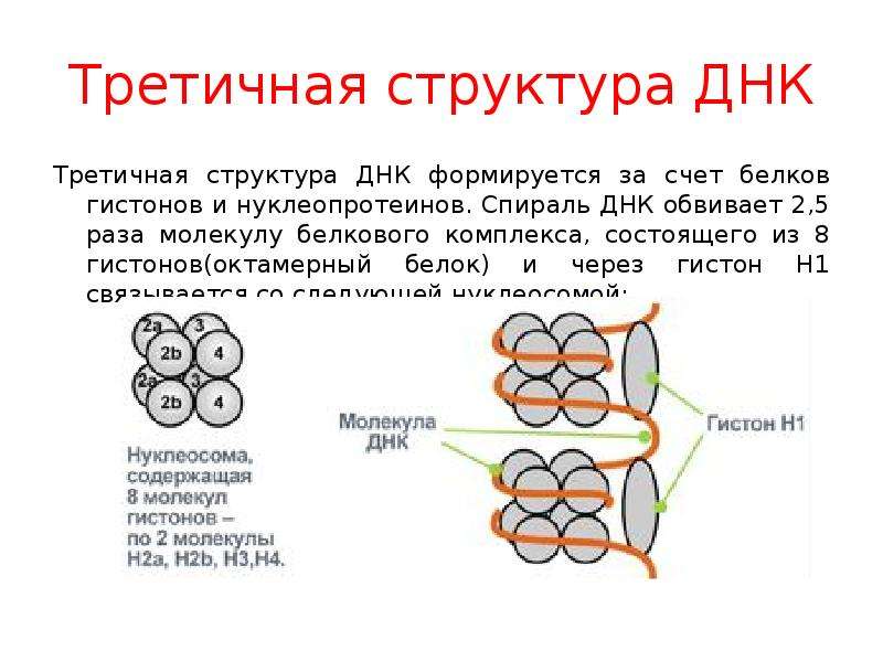 Днк в соединении с белком. Третичная структура ДНК строение. Третичная структура ДНК связи. Третичная структура ДНК биохимия кратко. Двойная спираль ДНК образуется за счет связей.