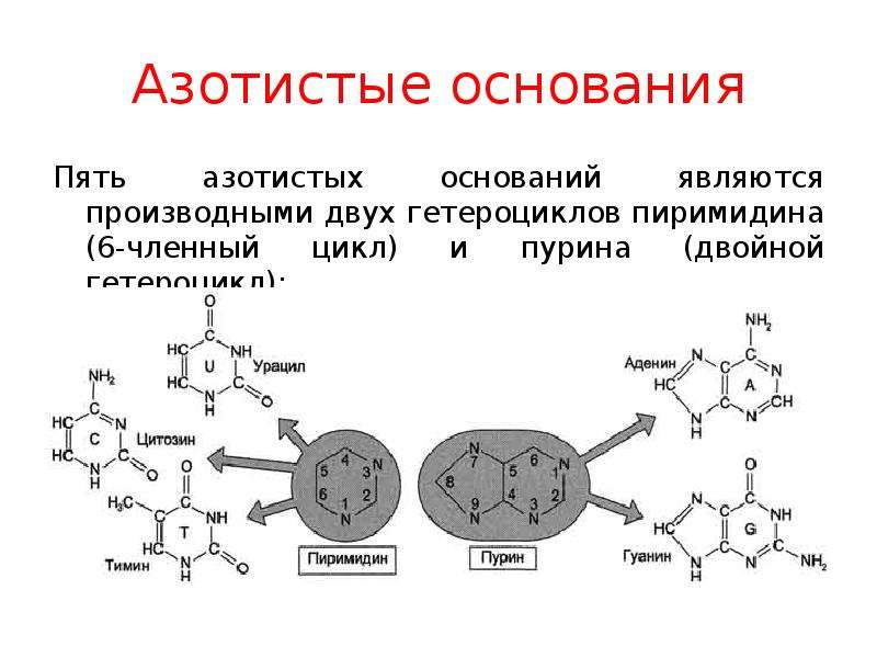 Состав азотистых оснований рнк. Формулы азотистых оснований биохимия. Азотистые основания РНК формулы. Азотистые основания биохимия. Азотистые основания и фосфорной кислоты.