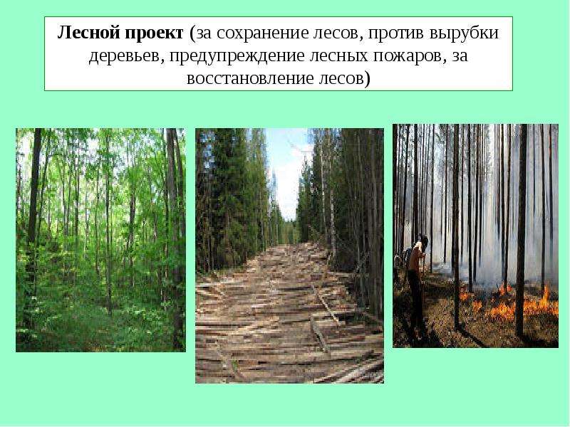 Охрана леса от вырубки. Проект сохранение лесов. Охрана леса. Предупреждение вырубки лесов.