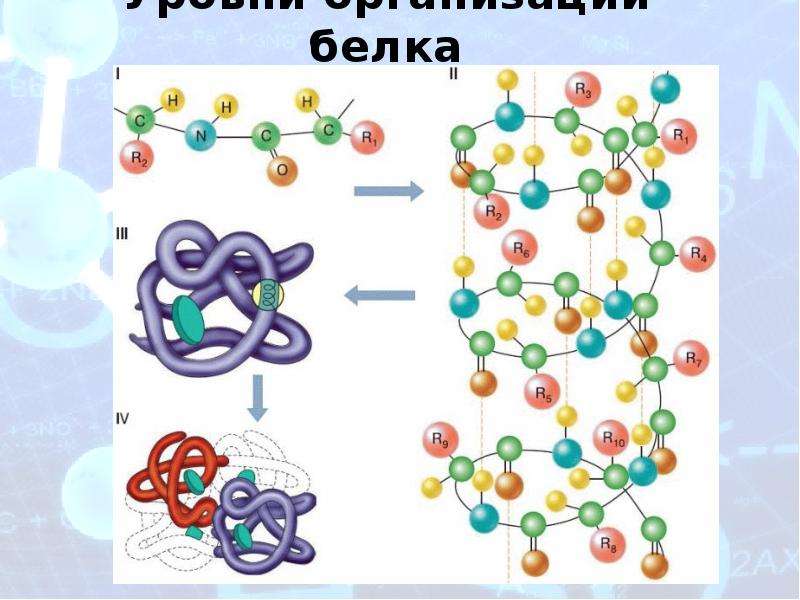 Структура белка рисунок