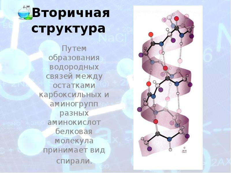 Белки водородные связи