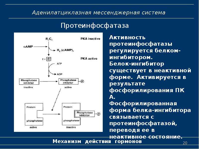 Аденилатциклазная система схема