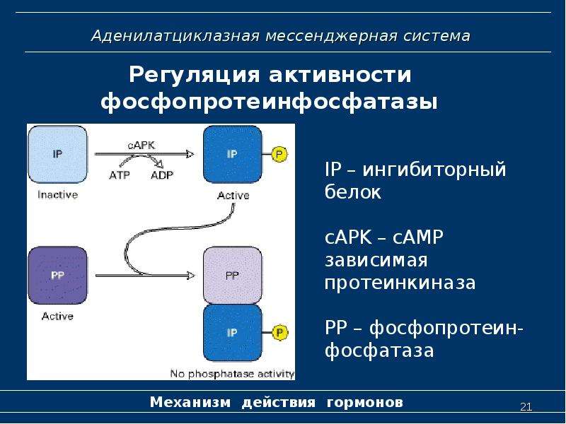 Аденилатциклазная система схема