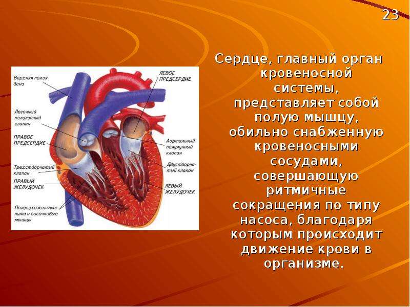 Проект по теме кровеносная система