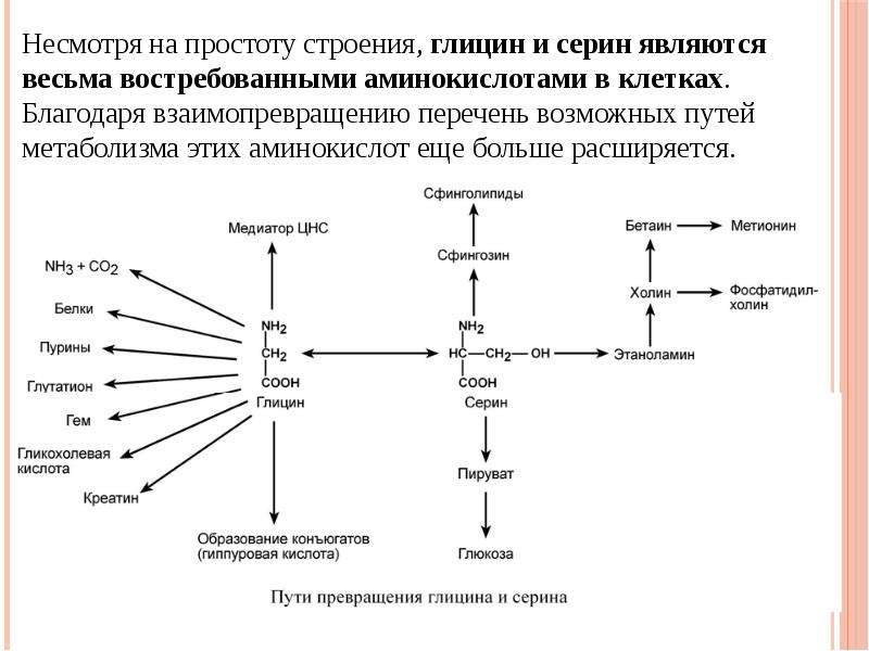 Обмен белков и аминокислот биохимия презентация