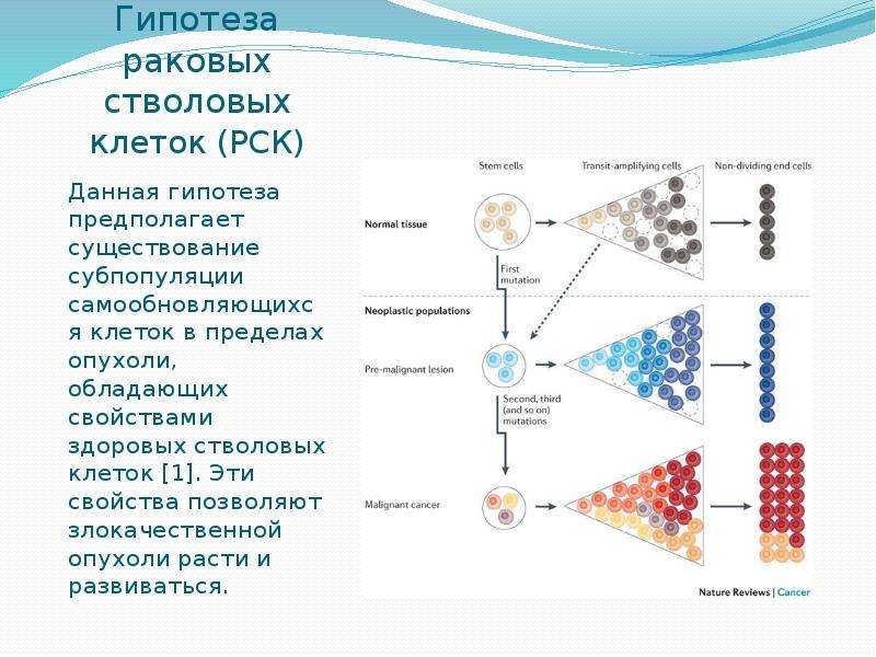 Раковый корпус презентация