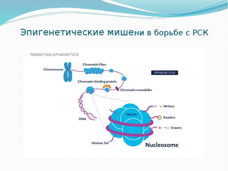 Раковый корпус презентация