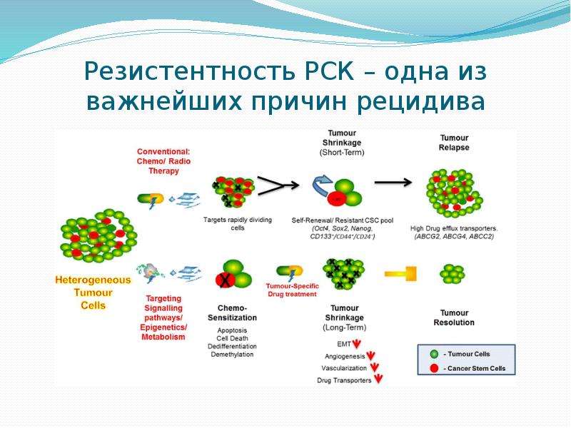 Раковые стволовые клетки