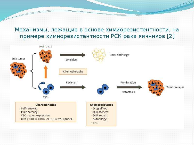 Раковые стволовые