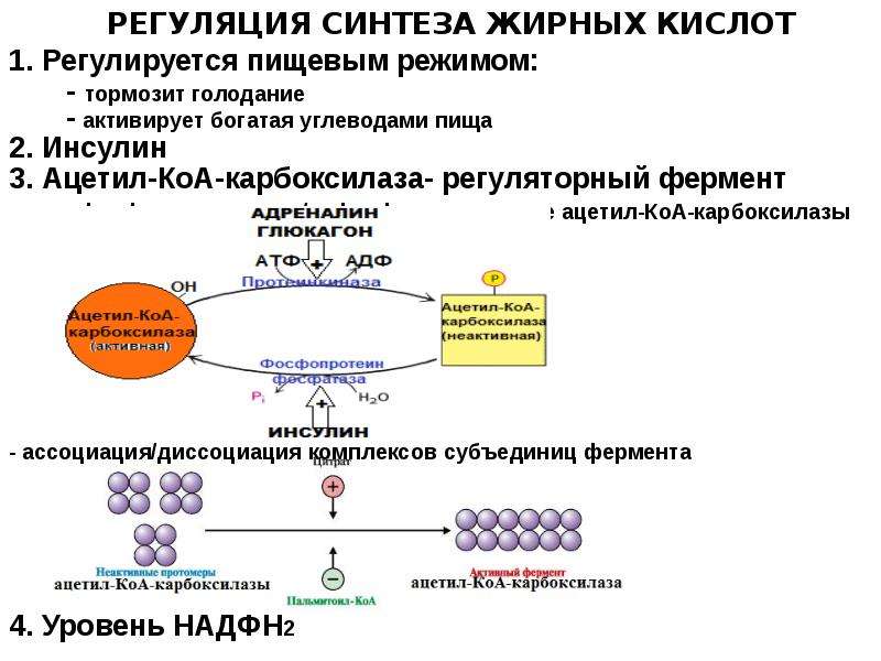 Липиды нуклеотиды. Схема синтеза жирных кислот в печени. Регуляторные ферменты синтеза жирных кислот. Инсулин Синтез жирных кислот. Инсулин активирует Синтез жирных кислот.