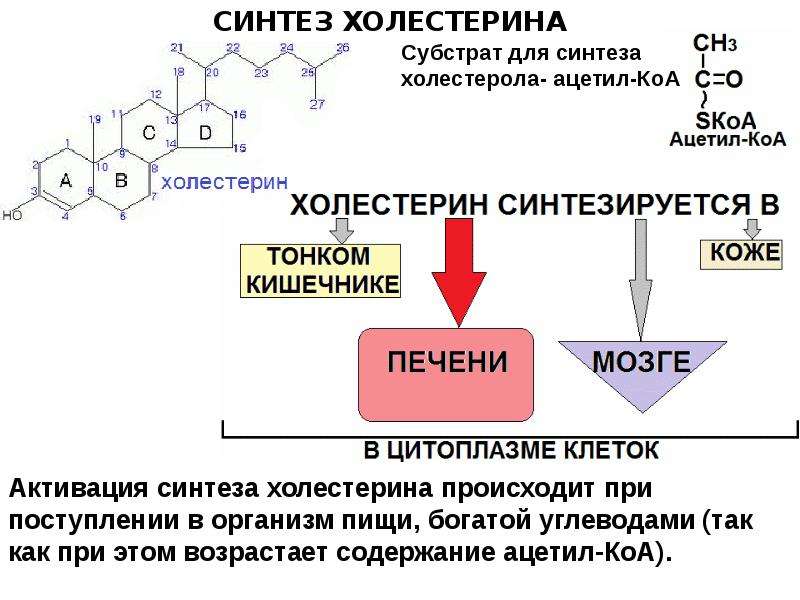 Схема образования холестерина