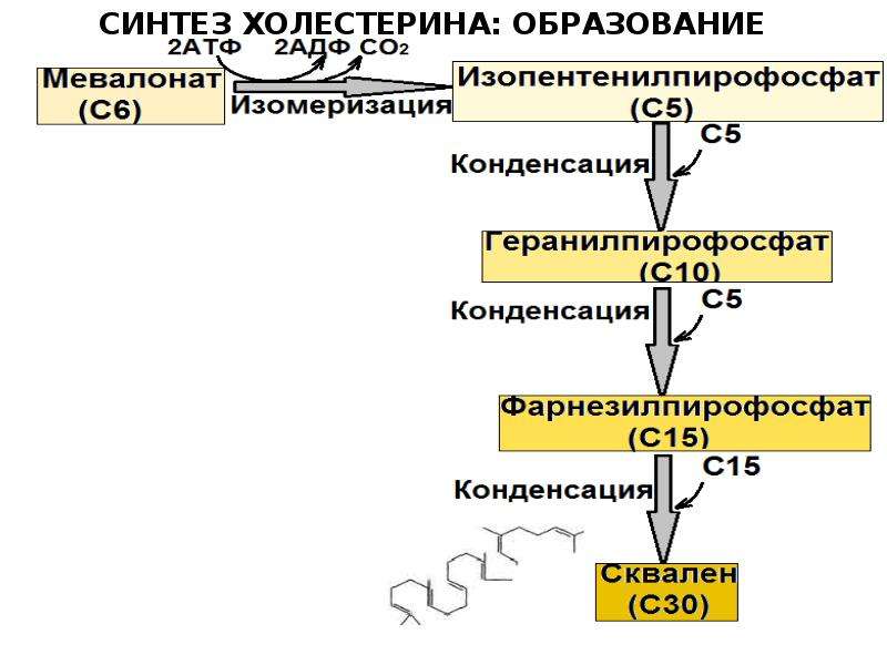 Синтез липидов. Синтез холестерола из сквалена. Образование холестерола биохимия. Синтез холестерина АТФ. Сквален Синтез холестерина.