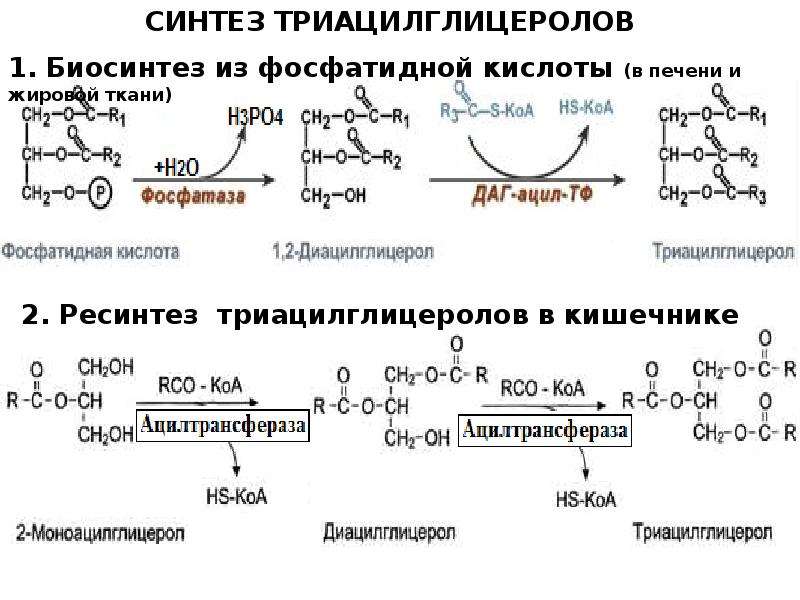 Синтез таг. Синтез триацилглицеринов биохимия. Синтез триацилглицеролов из фосфатидной кислоты. Синтез жира из фосфатидной кислоты. Синтез из фосфатидной кислоты биохимия.
