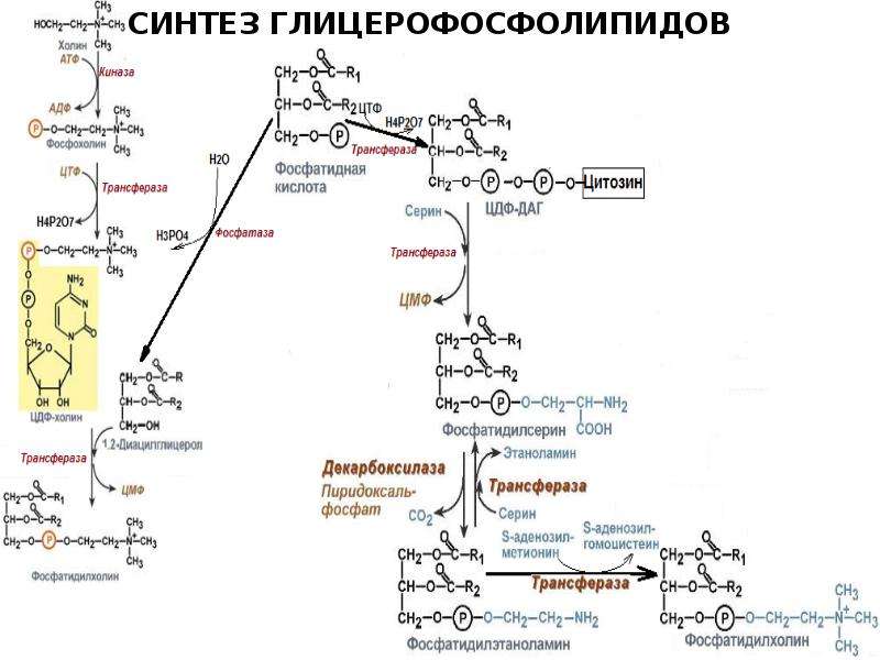 Объясните причины жирового перерождения печени используя схему синтеза триглицеридов и фосфатидов