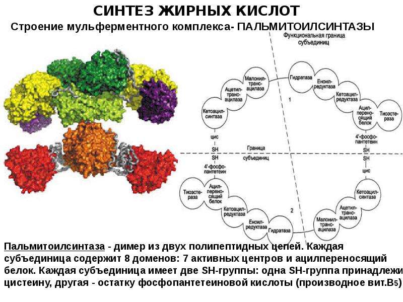 Липиды цветы фото