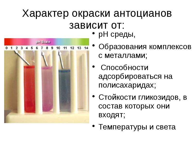 Характер окраски. Антоцианы в кислой и щелочной среде. Окраска антоцианов зависит от. Антоцианы в разных средах. Зависимость окраски антоцианов от РН среды.