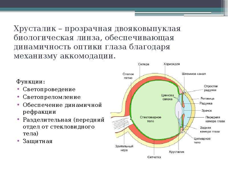 Хрусталик это. Функции хрусталика. Хрусталик глаза функции. Заболевания хрусталика презентация. Функции хрусталика глаза человека.