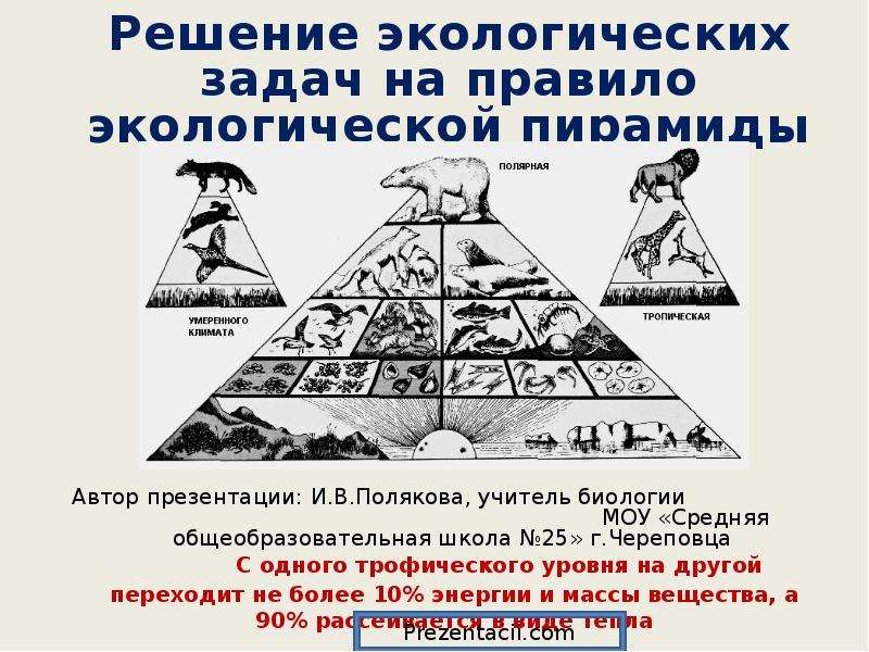 Практическая решение экологических задач. Решение экологических задач. Правило экологической пирамиды. Экологическая пирамида задания. Задачи по экологической пирамиде.