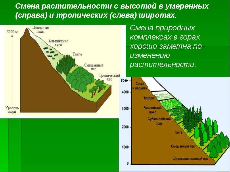 Изучите рисунок изменения растительности от экватора к полюсам рис 172 сделайте вывод