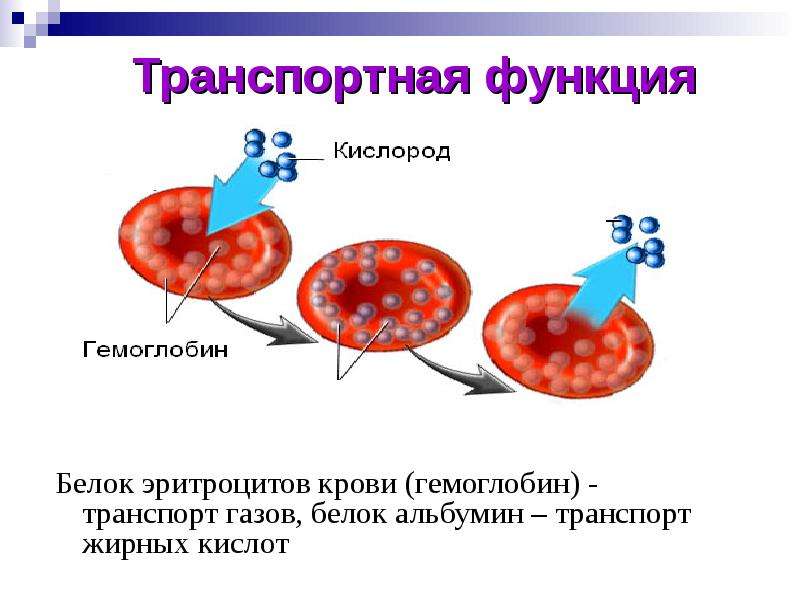 Транспортная функция белков картинки