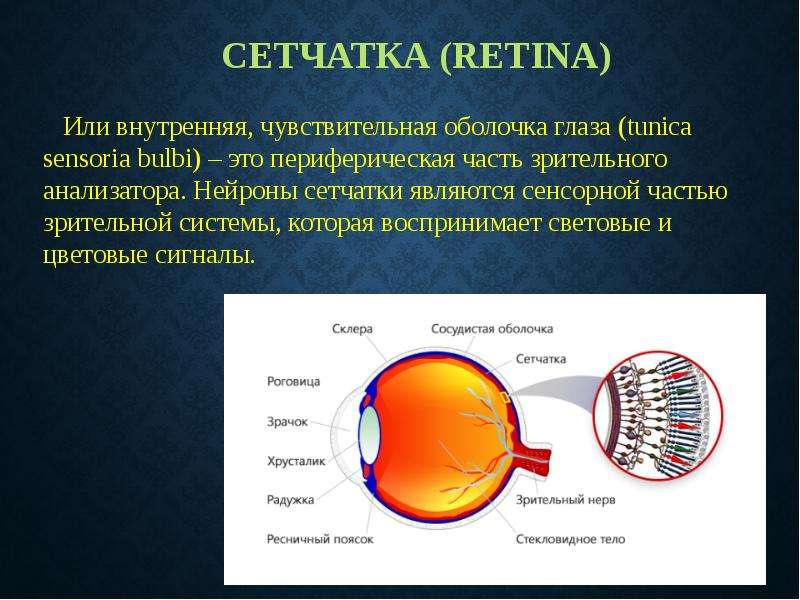 На сетчатку глаза за 3 с. Сетчатая оболочка глаза ретина. Нейроны сетчатки. Ассоциативные клетки сетчатки.