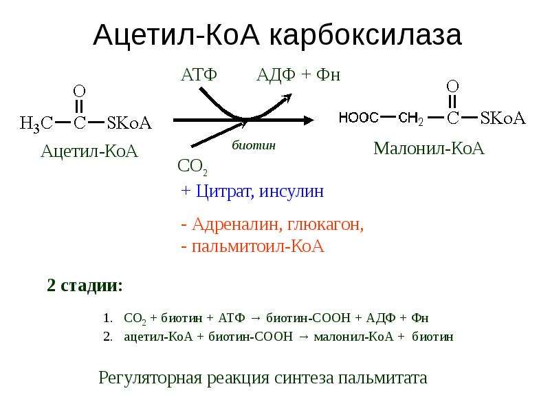 Коа. Ацетил COA карбоксилаза. Кофермент ацетил-КОА карбоксилазы. Метаболиты регулирующие активность ацетил-КОА-карбоксилазы. Распад пальмитиновой кислоты до ацетил КОА.