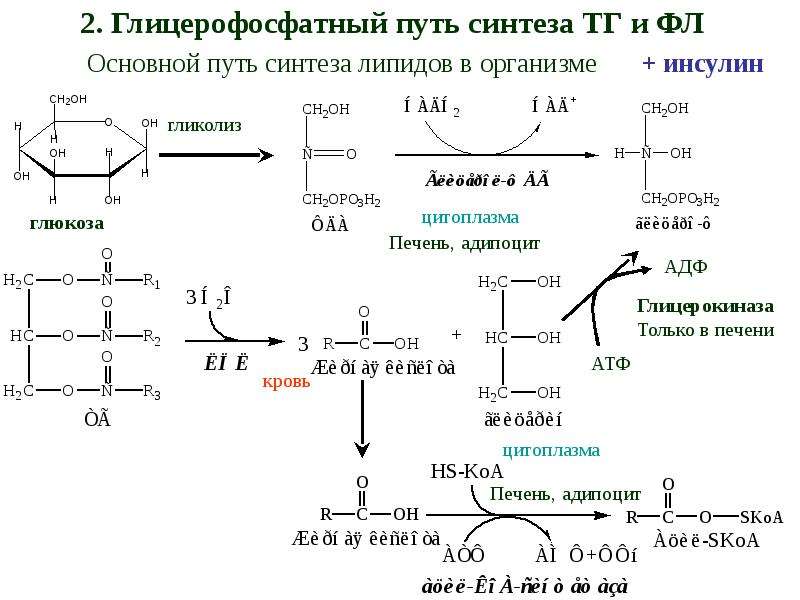 Сложный синтез. Два основных пути синтеза фосфолипидов. Альфа глицерофосфатный путь синтеза таг. Моноацилглицероловый путь синтеза тг и фл. Глицерофосфатный путь синтеза тг.