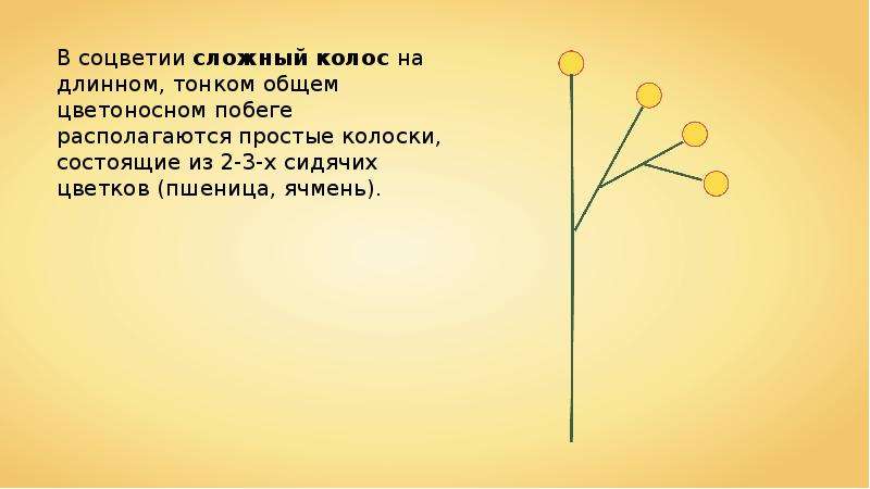 Длинный отросток на колосе 4 букв. Соцветие сложный Колос примеры растений. Цветоносными колосками. Цветоносный Колос.