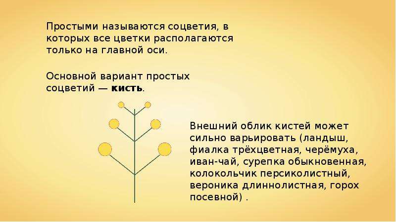 Простой называется. Загодкина тему соцвети. Соцветие кисть Иван чай. Загадки на тему биологии соцветия. Иван чай Тип соцветия.