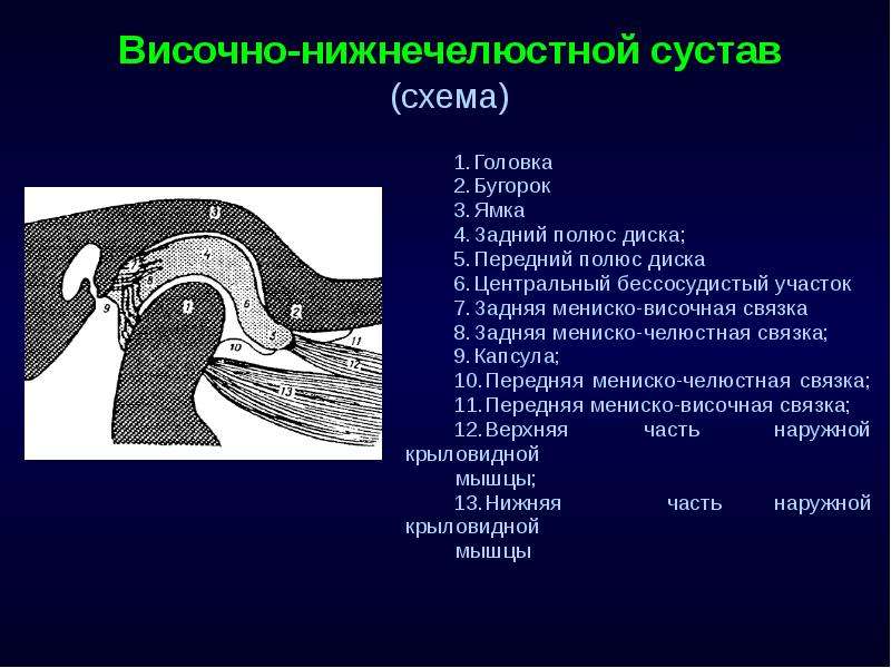 Височный сустав