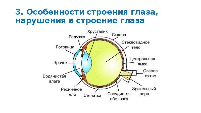 Схема глаза кошки строение глаза