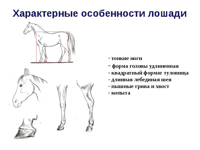 Характерные особенности лошади
