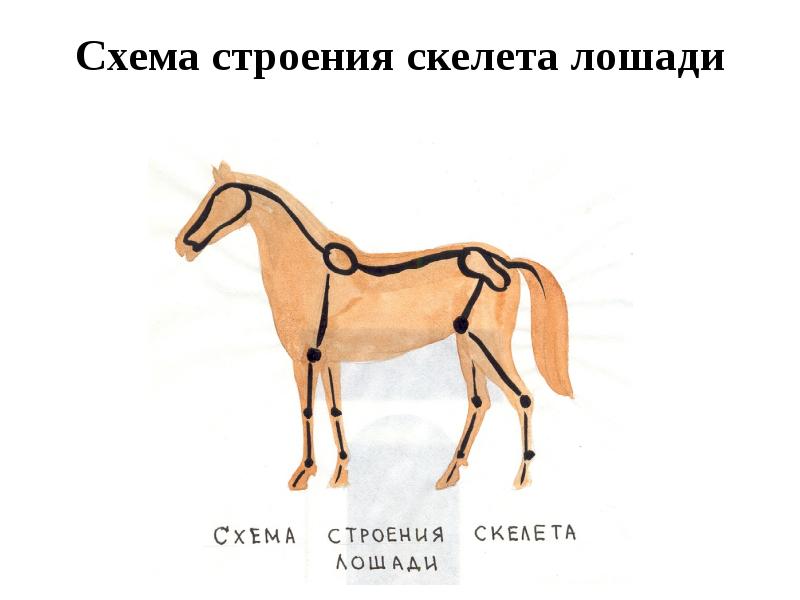 Схема строения скелета лошади