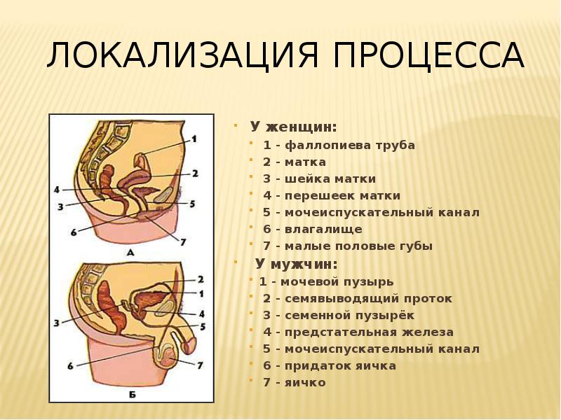 Область уретры у женщин