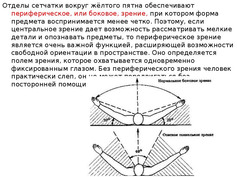 Использование периферического зрения при восприятии рентгеновского изображения тест